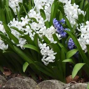 White Pearl Hyacinth (Hyacinthus orientalis White Pearl) Img 2